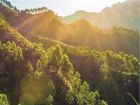 【簽約】河北省林業(yè)產(chǎn)業(yè)協(xié)會，網(wǎng)站建設(shè)合同